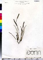 Plantago maritima image