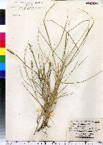 Spartina patens image