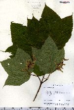 Acer pensylvanicum image