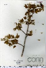 Acer saccharum image