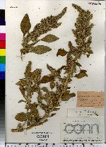 Amaranthus hybridus image