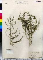 Chenopodium ambrosioides image