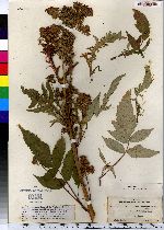 Rhus glabra image