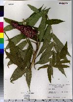 Rhus typhina image