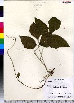 Toxicodendron radicans image