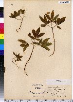 Aralia trifolia image