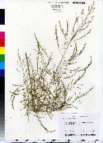 Asparagus officinalis image