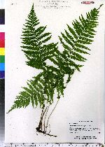 Thelypteris noveboracensis image