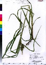 Carex lupuliformis image