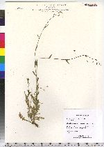 Capsella bursa-pastoris image