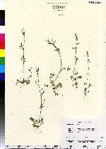 Cardamine hirsuta image