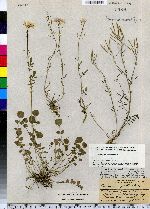 Cardamine pratensis image