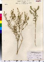 Lepidium virginicum image