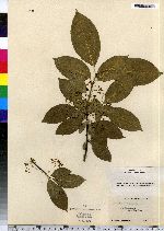 Euonymus atropurpureus image