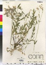 Silene vulgaris image