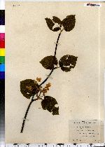 Viburnum lantanoides image