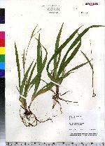 Carex gracilescens image