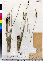 Carex stricta image