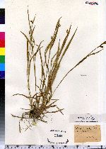 Carex laxiflora image