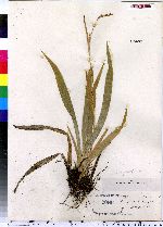 Carex laxiflora image