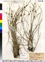 Carex conoidea image