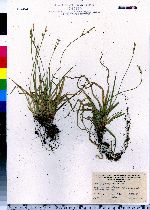 Carex pensylvanica image