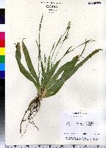 Carex platyphylla image