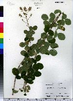 Lespedeza hirta image