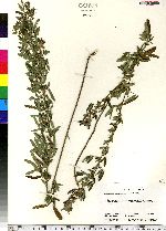 Lespedeza virginica image