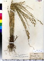 Carex silicea image