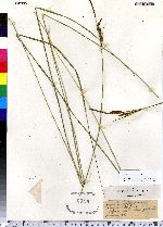 Carex stricta image