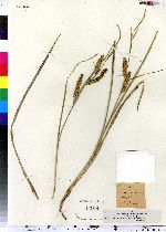 Carex vesicaria image