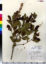 Clethra alnifolia image