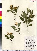 Cornus racemosa image