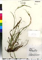 Carex abscondita image