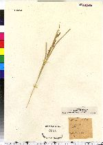 Carex debilis image