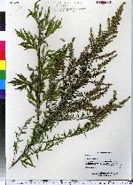 Artemisia vulgaris image