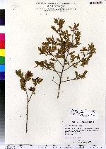 Vaccinium angustifolium image