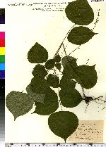 Desmodium glutinosum image