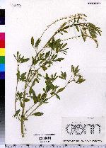 Melilotus officinalis image