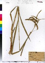 Carex gynandra image