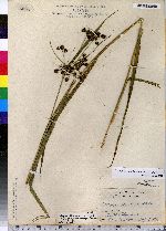 Scirpus atrovirens image