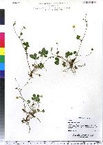 Potentilla simplex image