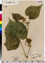 Abutilon theophrasti image