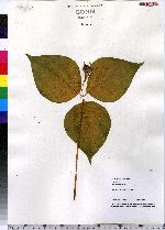 Trillium undulatum image