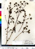 Bidens frondosa image