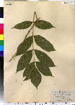 Fraxinus nigra image