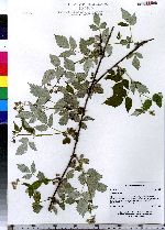 Rubus idaeus image