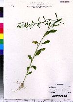 Lepidium virginicum image