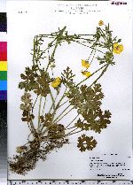 Ranunculus bulbosus image